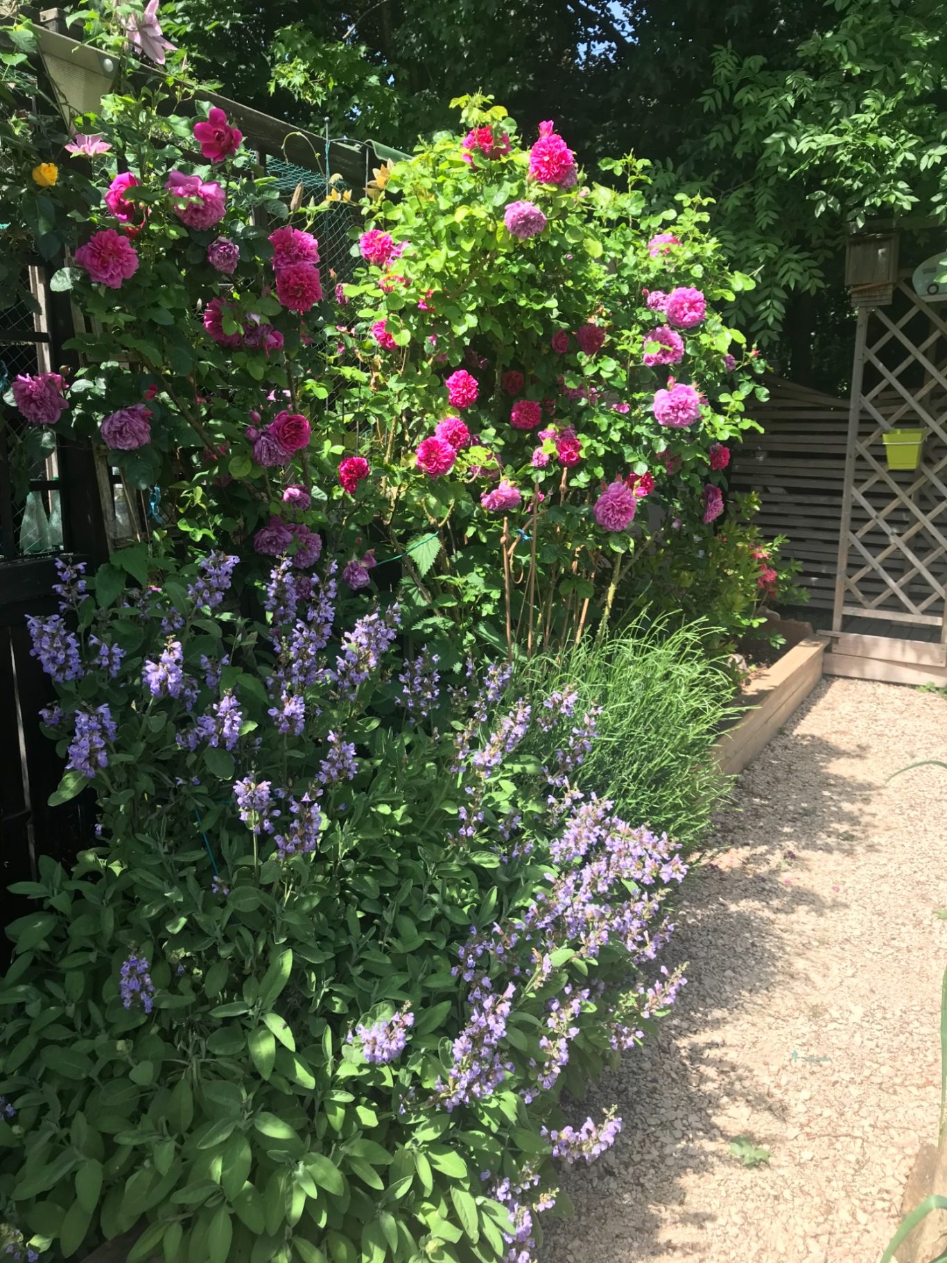 Les roses au jardin... explosion en mai