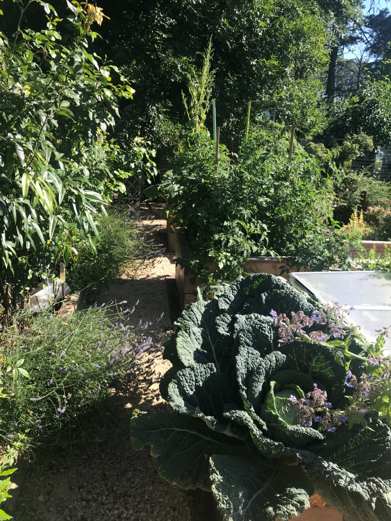 Une partie du potager