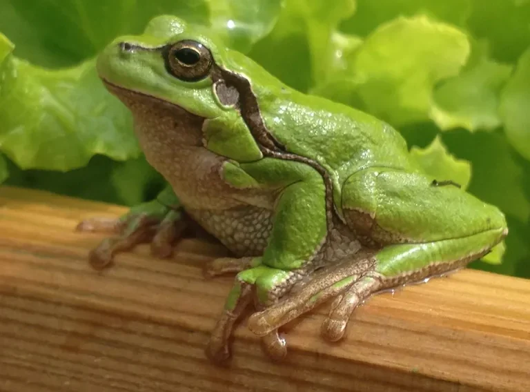 Rainette verte photographiée dans le jardin La biodiversité au jardin